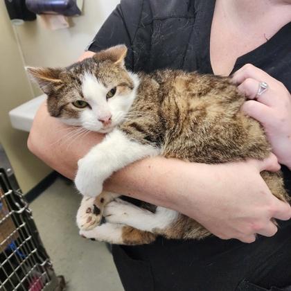 Torch, Adoptable, Adult Female Domestic Short Hair & Domestic Short Hair.