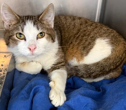 Torch, a Adoptable mixed breed in Baraboo, WI image 2/3