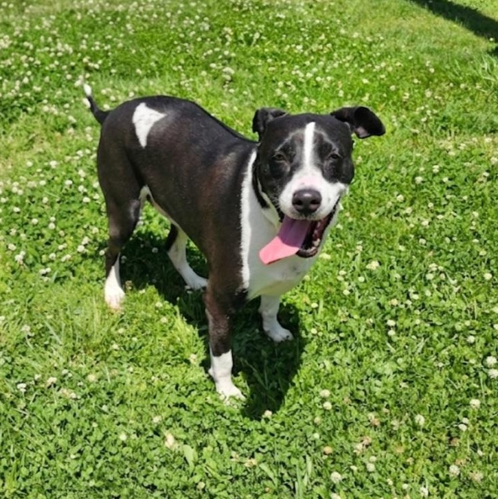 Snoopy, Adoptable, Adult Male American Staffordshire Terrier & Pit Bull Terrier.