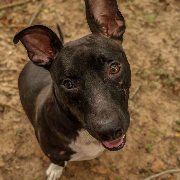 Fairy Garden, Adoptable, Adult Female Terrier & Dachshund.