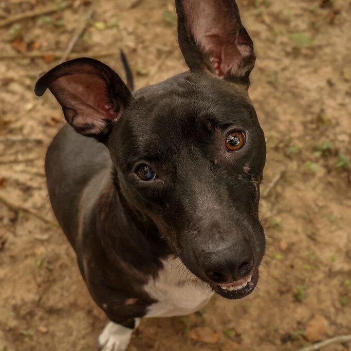 Enlarge Fairy Garden, a Adoptable mixed breed in Carencro, LA image 2/6