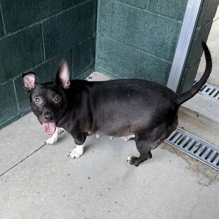 Enlarge Fairy Garden, a Adoptable mixed breed in Carencro, LA image 3/6