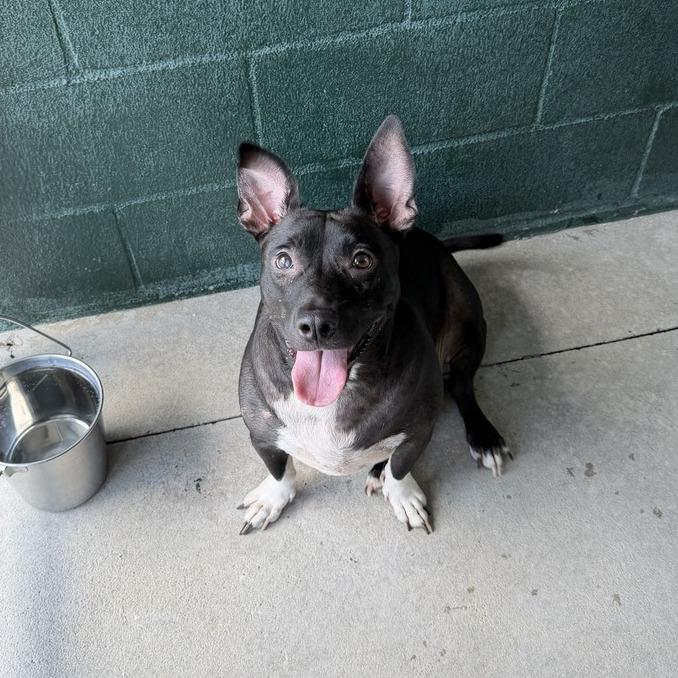 Enlarge Fairy Garden, a Adoptable mixed breed in Carencro, LA image 5/6