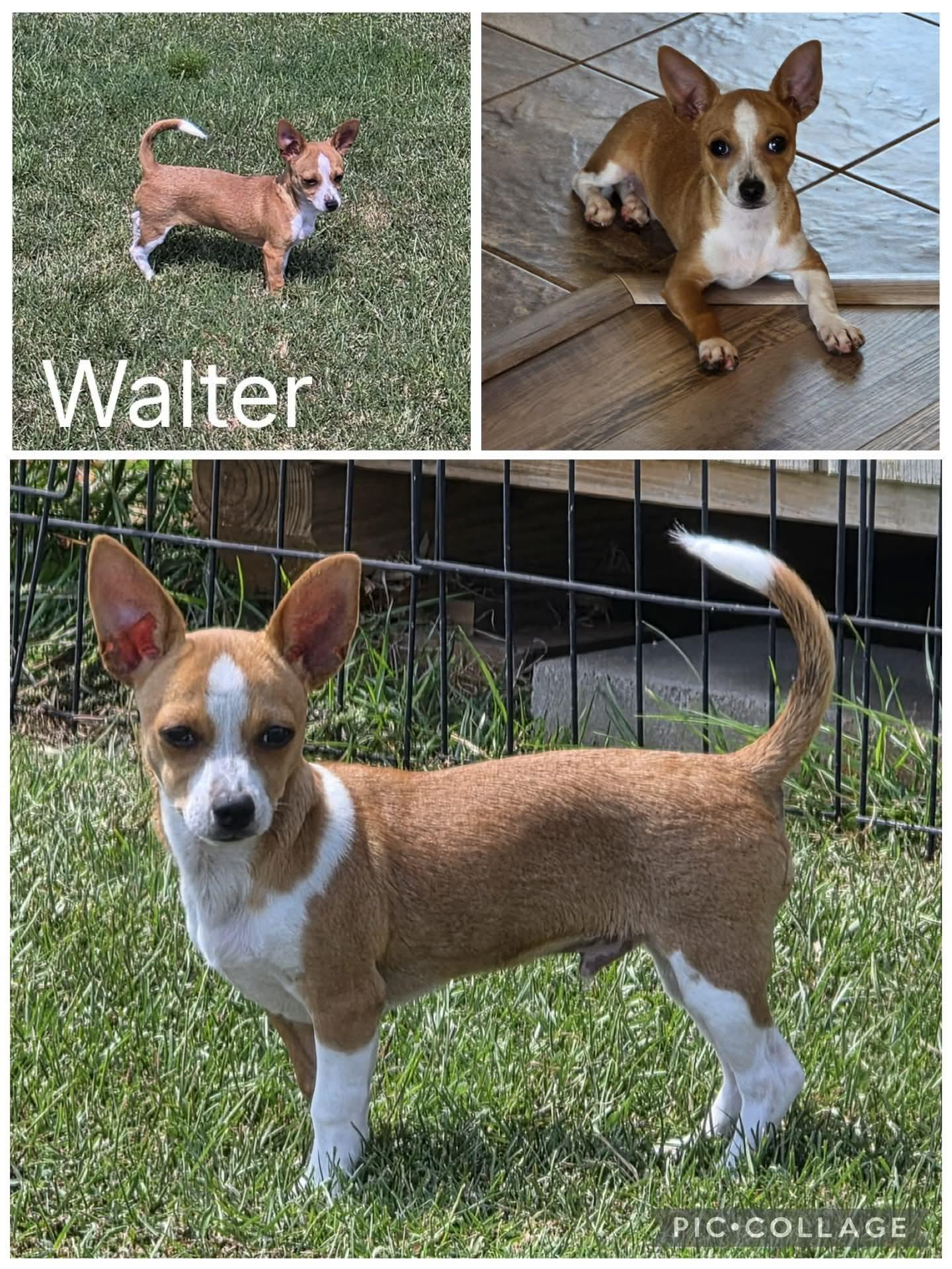 Enlarge Wally, a Adoptable mixed breed in Enterprise, AL image 1/1