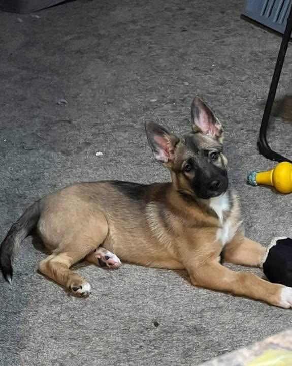 Enlarge Maeve, an adoption pending German Shepherd Dog in Youngstown, OH image 2/4