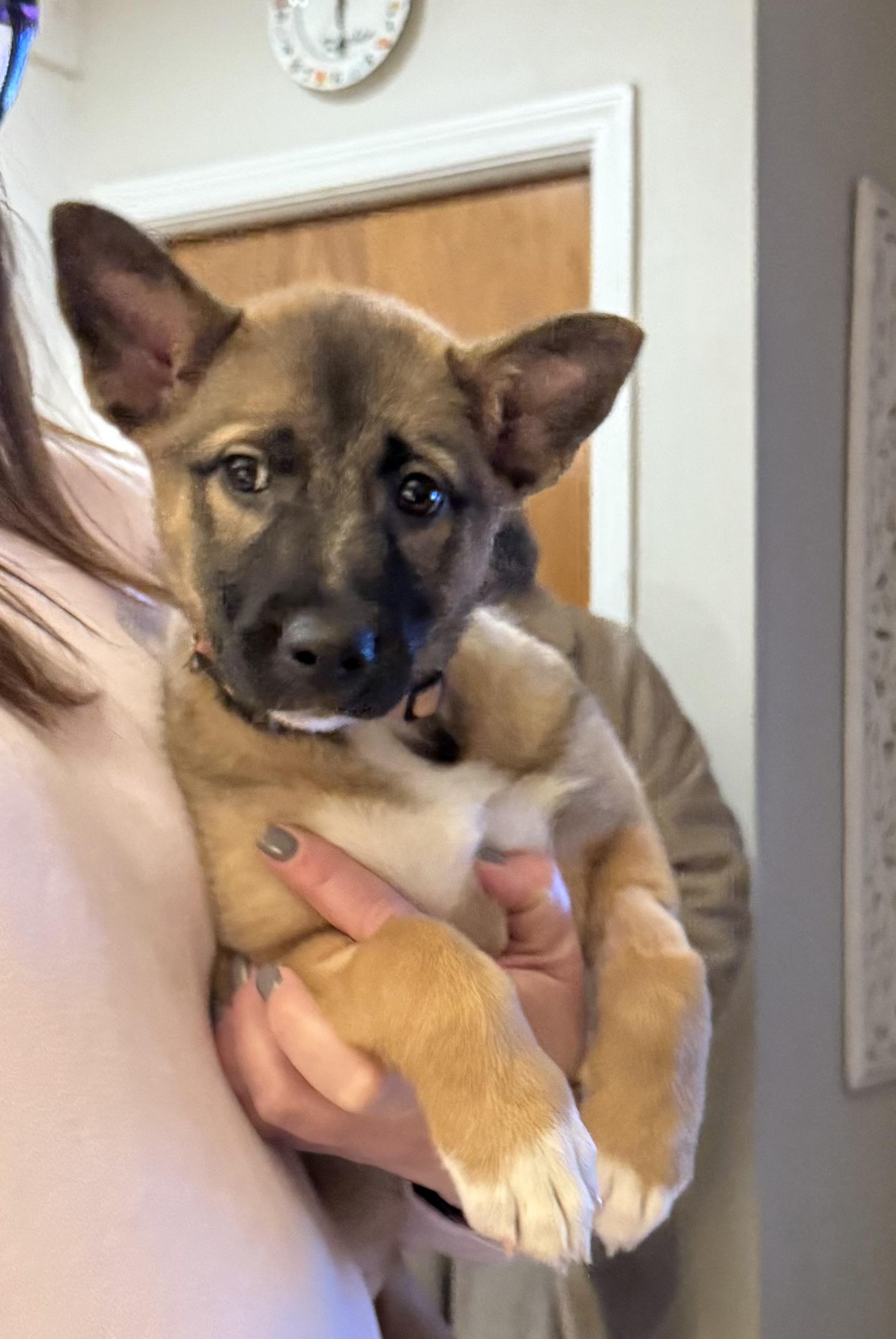 Enlarge Maeve, a ADOPTABLE German Shepherd Dog in Youngstown, OH image 1/2