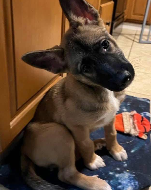 Enlarge Maeve, an adoption pending German Shepherd Dog in Youngstown, OH image 1/4