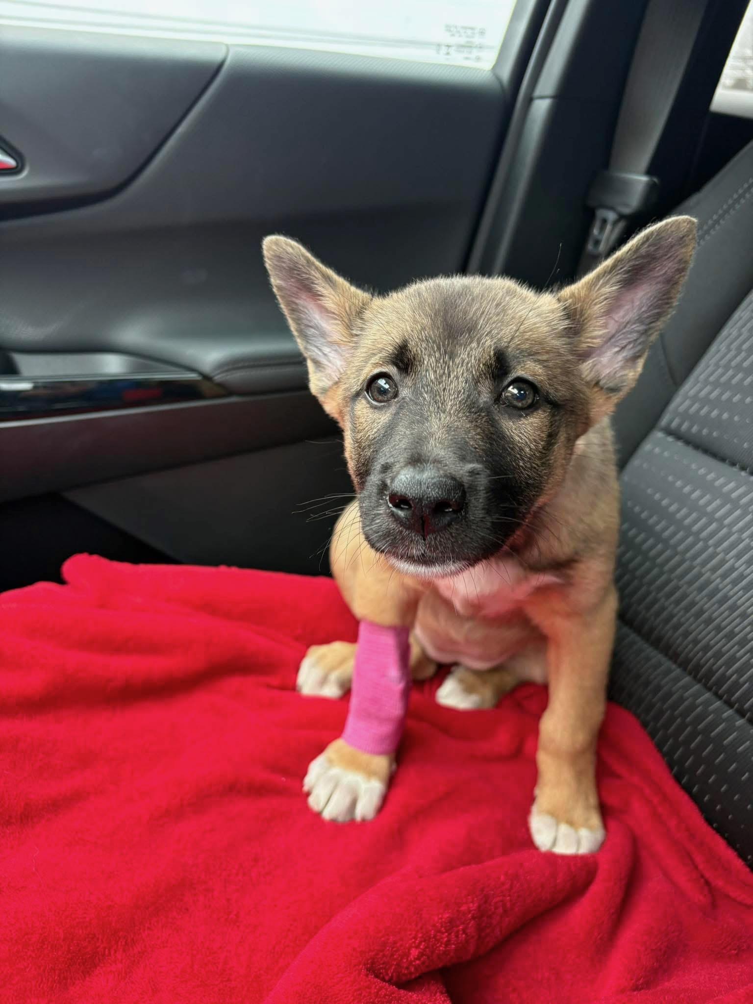 Enlarge Maeve, a ADOPTABLE German Shepherd Dog in Youngstown, OH image 2/2