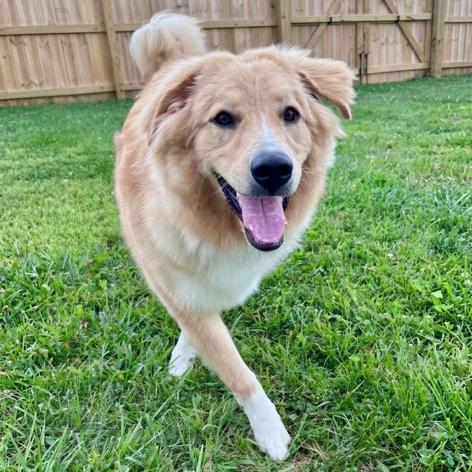 Kevin, Adoptable, Young Male Great Pyrenees.