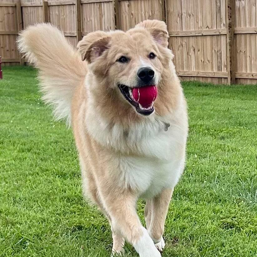 Enlarge Kevin, a Adoptable Great Pyrenees in La Grange, KY image 2/6
