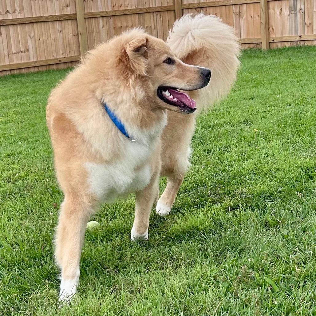 Enlarge Kevin, a Adoptable Great Pyrenees in La Grange, KY image 3/6