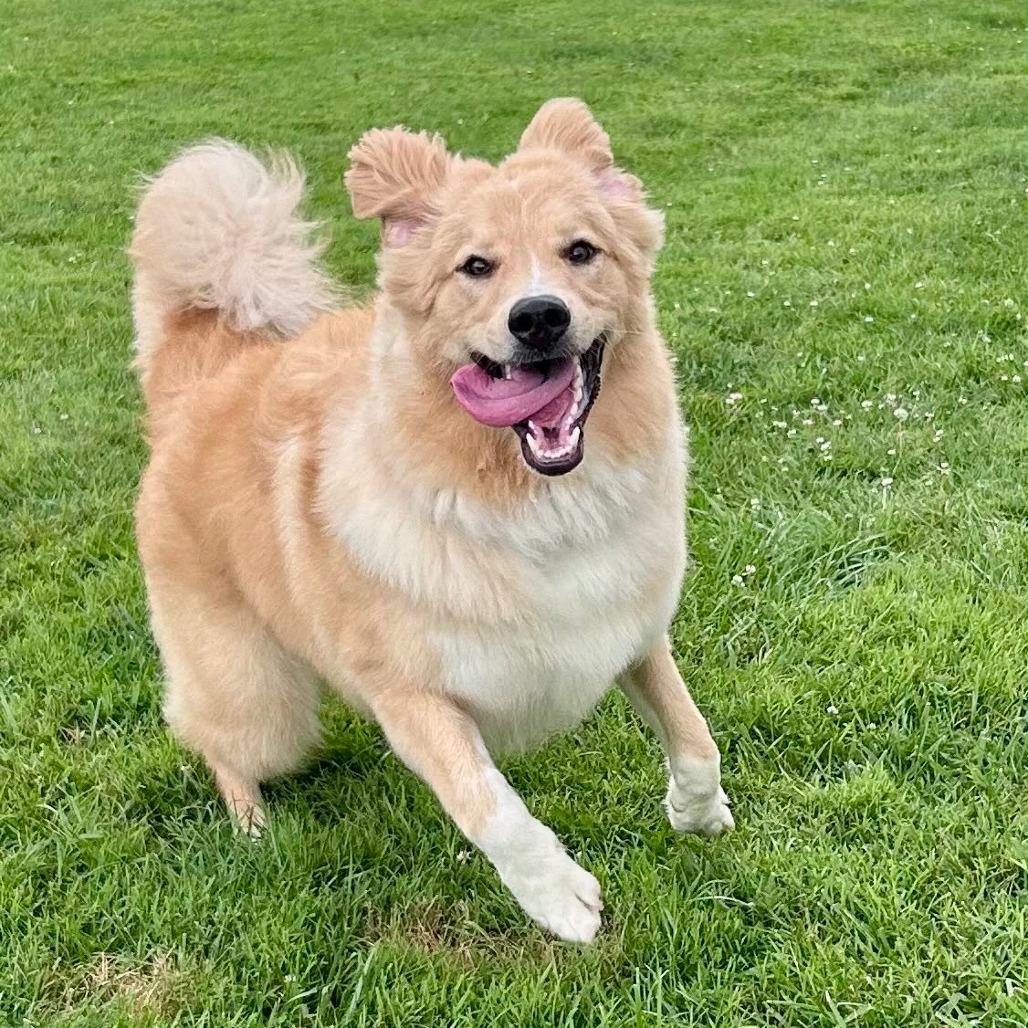 Enlarge Kevin, a Adoptable Great Pyrenees in La Grange, KY image 4/6