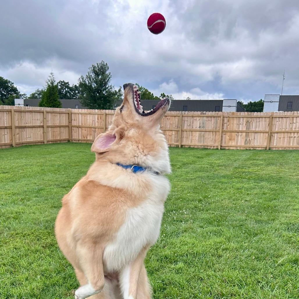 Enlarge Kevin, a Adoptable Great Pyrenees in La Grange, KY image 5/6