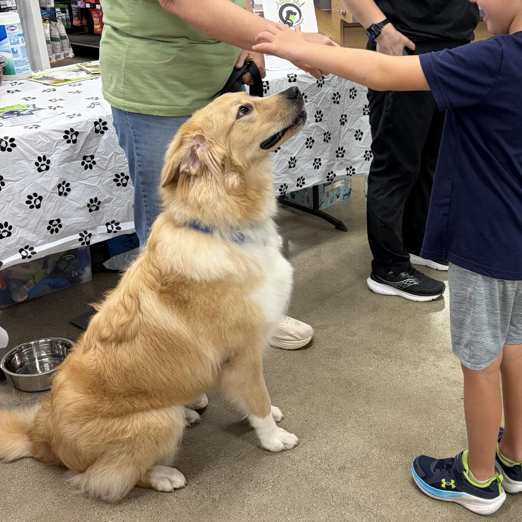 Enlarge Kevin, a Adoptable Great Pyrenees in La Grange, KY image 6/6