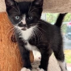 Enlarge Pickles & Relish, a Adoptable mixed breed in Mayfield, NY image 6/6