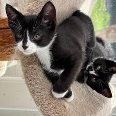 Enlarge Pickles & Relish, a Adoptable mixed breed in Mayfield, NY image 1/6