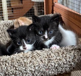 Enlarge Pickles & Relish, a Adoptable mixed breed in Mayfield, NY image 5/6