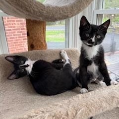 Enlarge Pickles & Relish, a Adoptable mixed breed in Mayfield, NY image 2/6