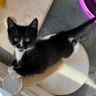 Enlarge Pickles & Relish, a Adoptable mixed breed in Mayfield, NY image 3/6
