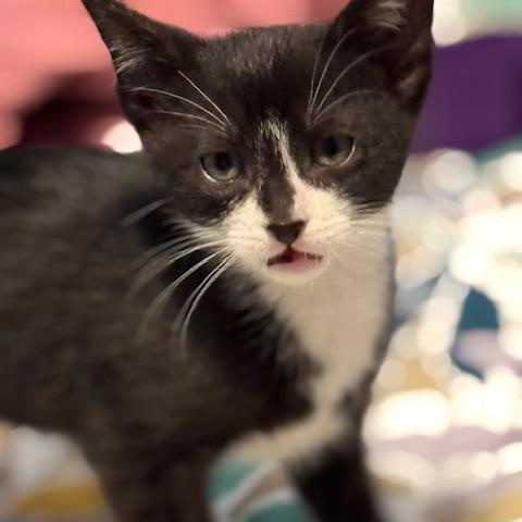 Enlarge Pickles & Relish, a Adoptable mixed breed in Mayfield, NY image 4/6