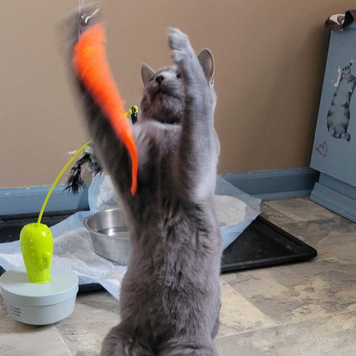 Enlarge Niall, a ADOPTABLE Domestic Short Hair in Brockport, NY image 1/6