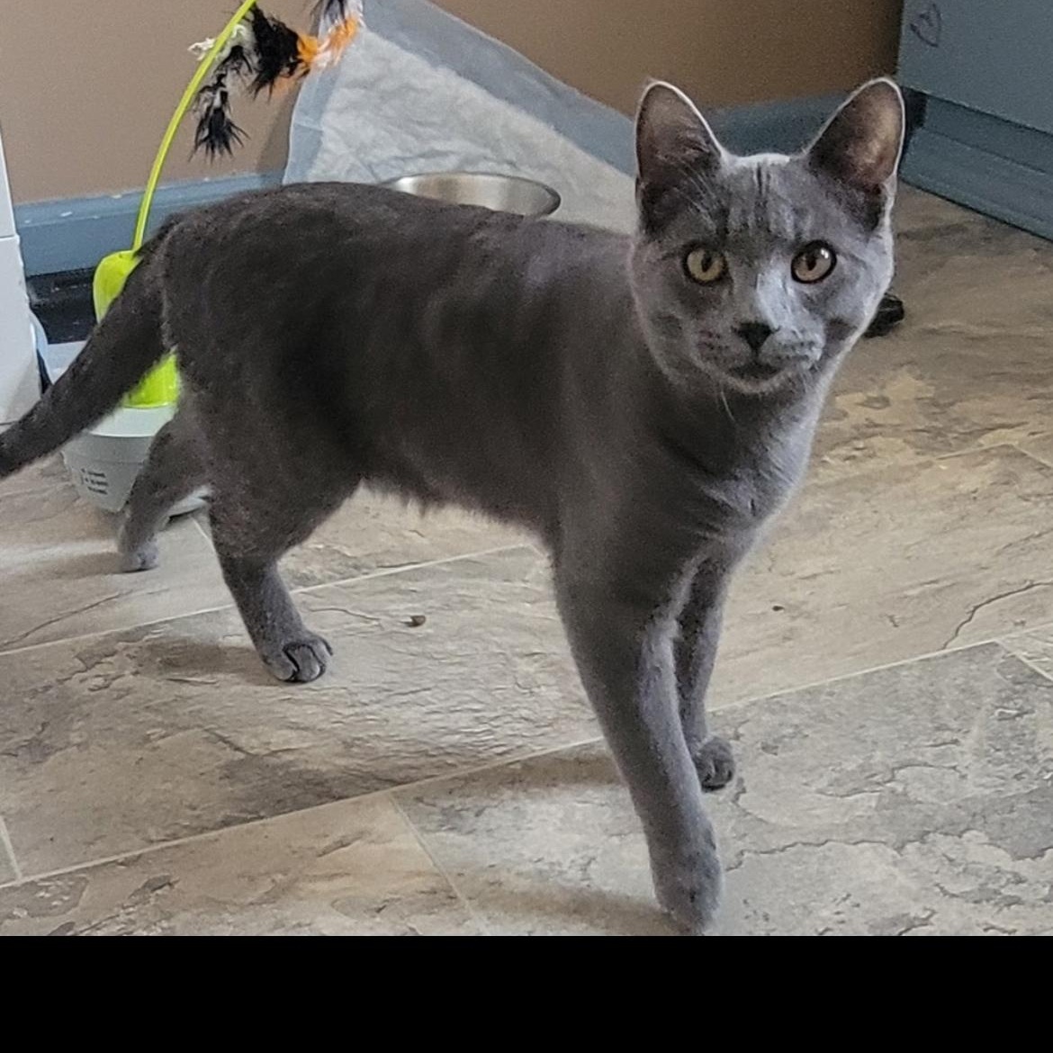 Enlarge Niall, a ADOPTABLE Domestic Short Hair in Brockport, NY image 6/6