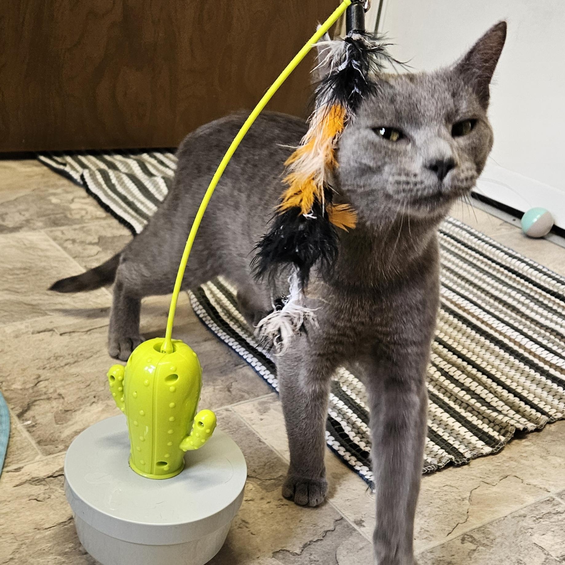 Enlarge Niall, a ADOPTABLE Domestic Short Hair in Brockport, NY image 2/6