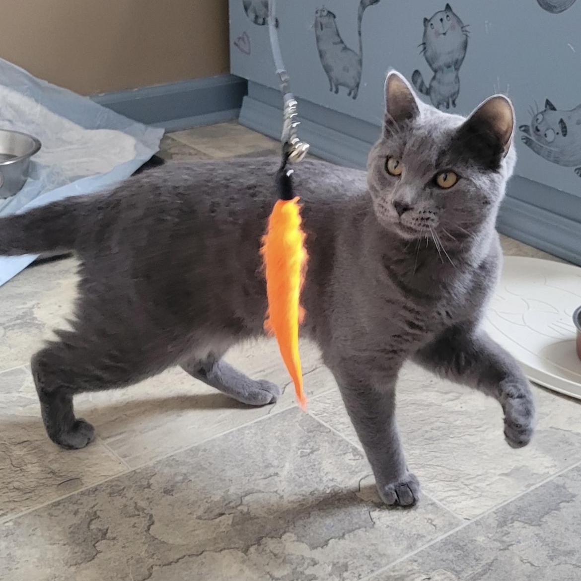 Enlarge Niall, a ADOPTABLE Domestic Short Hair in Brockport, NY image 4/6