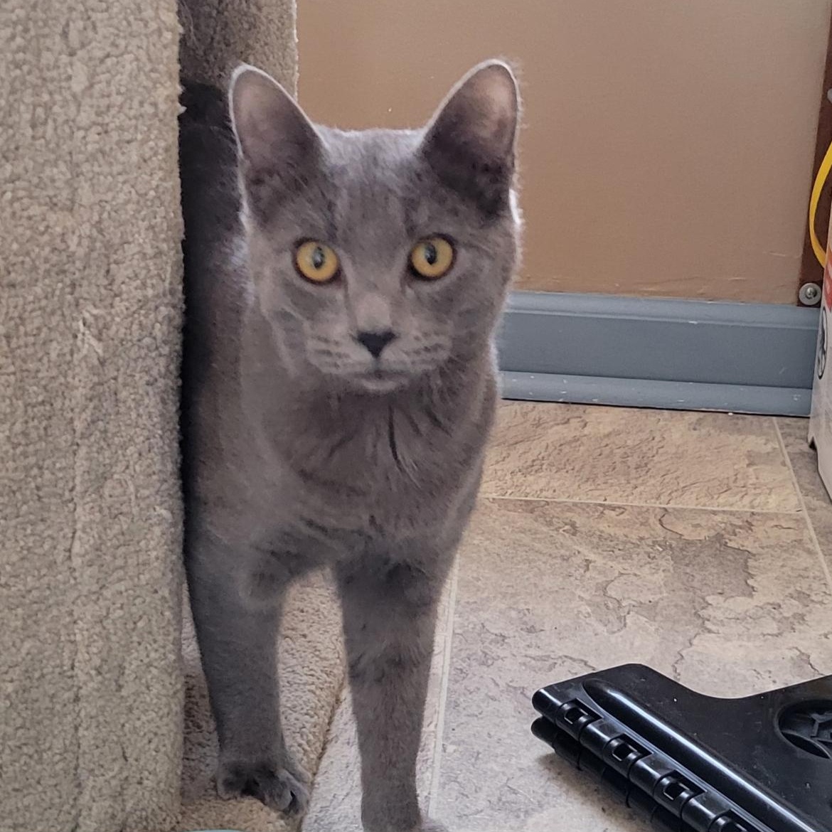 Enlarge Niall, a ADOPTABLE Domestic Short Hair in Brockport, NY image 5/6