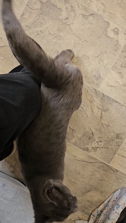 Enlarge Niall, a ADOPTABLE Domestic Short Hair in Brockport, NY video 3/6