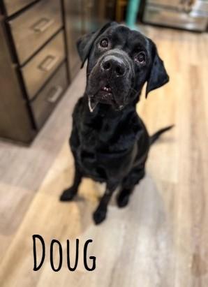 Enlarge Doug, a Adoptable Labrador Retriever in Sartell, MN image 1/1
