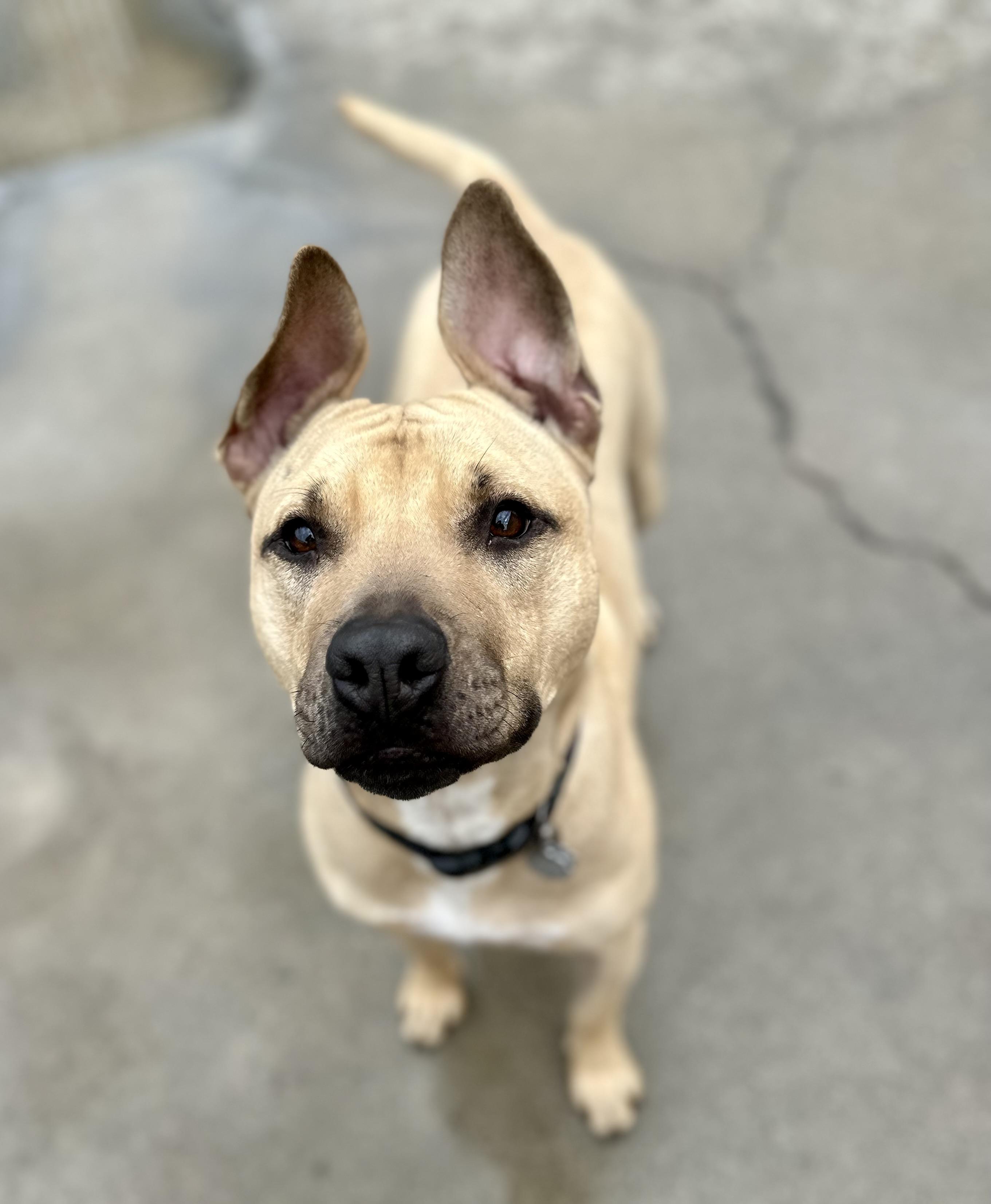 Daffodil 0124, Adoptable, Young Female Pit Bull Terrier.