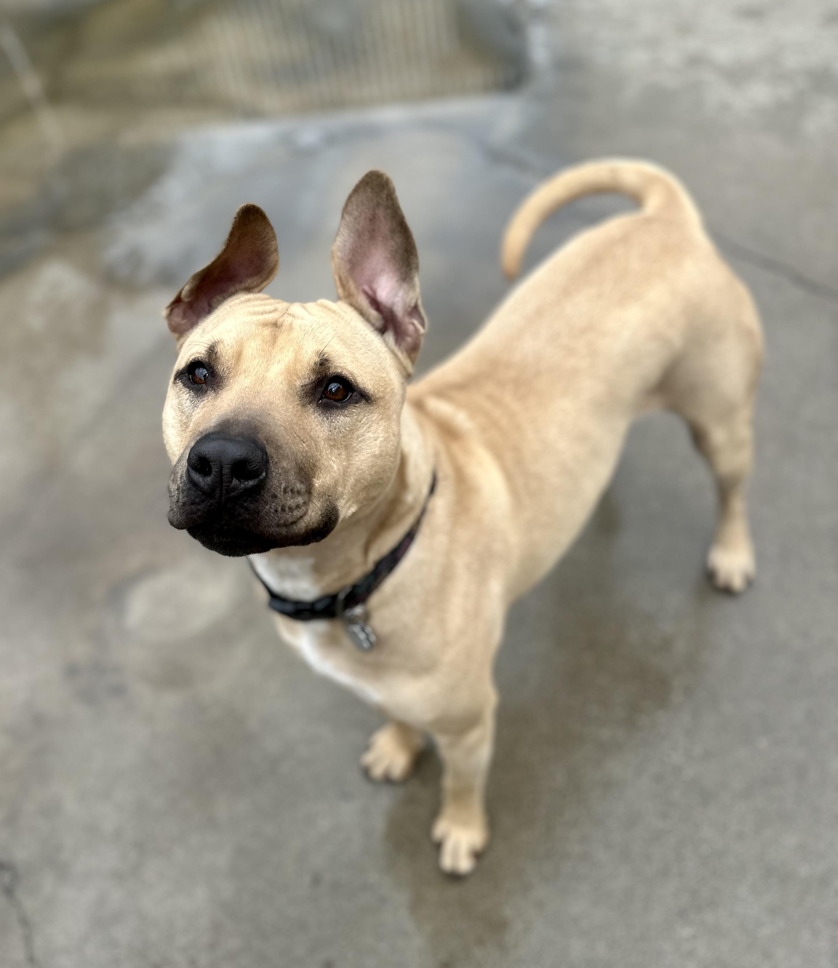 Daffodil 0124, a Adoptable Pit Bull Terrier in Sonora, CA image 1/6