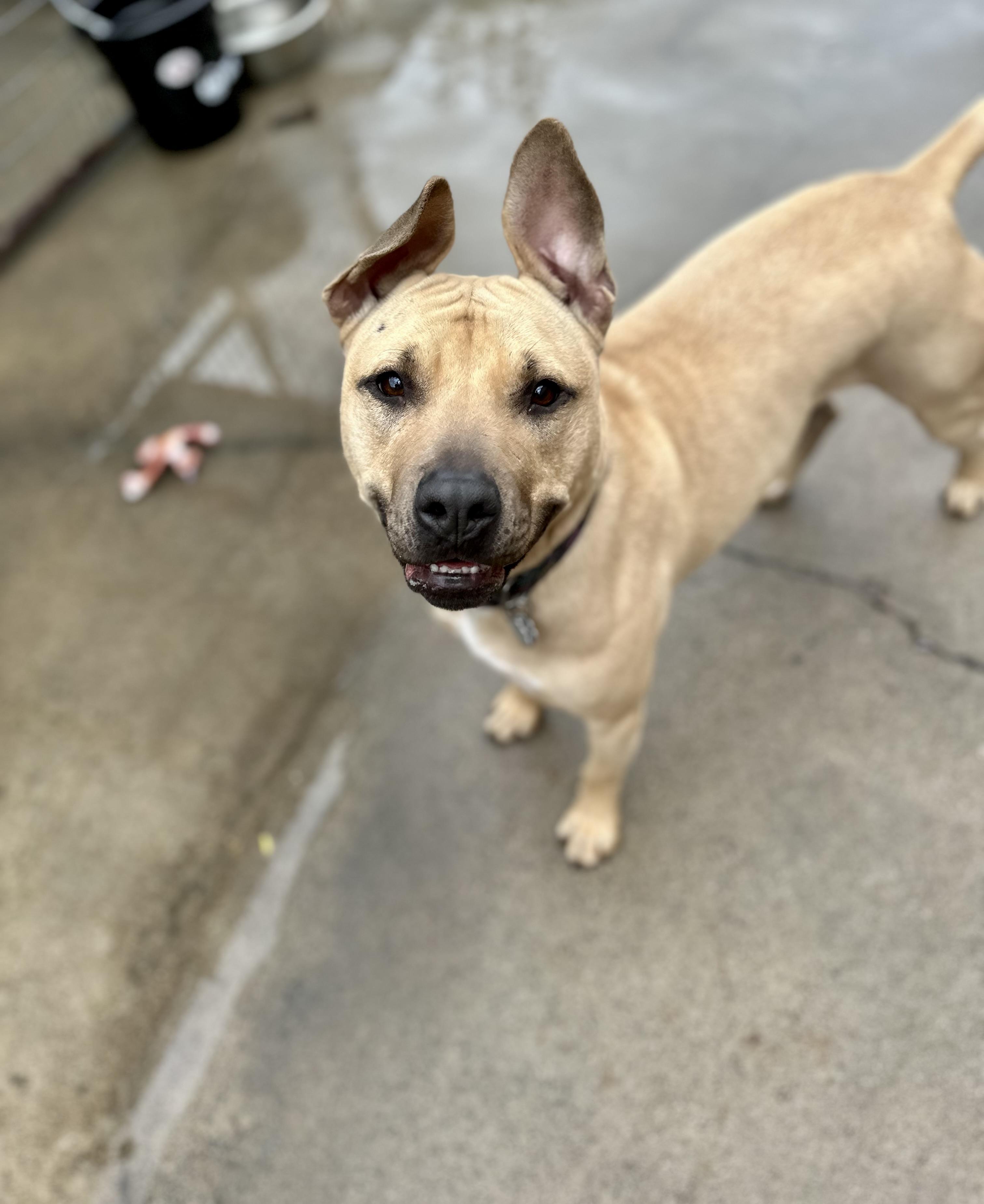 Daffodil 0124, a Adoptable Pit Bull Terrier in Sonora, CA image 3/6