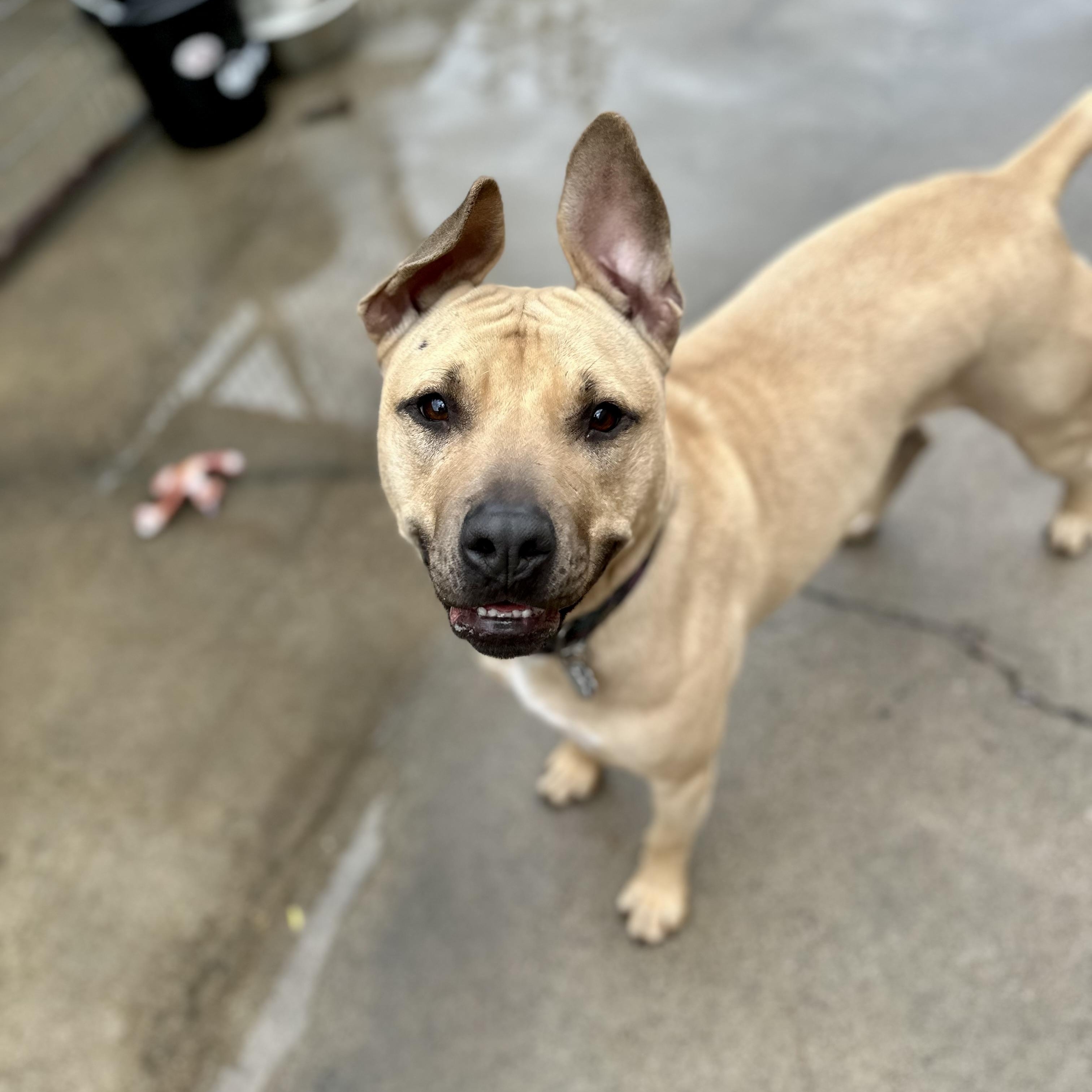 Enlarge Daffodil 0124, a Adoptable Pit Bull Terrier in Sonora, CA image 1/6