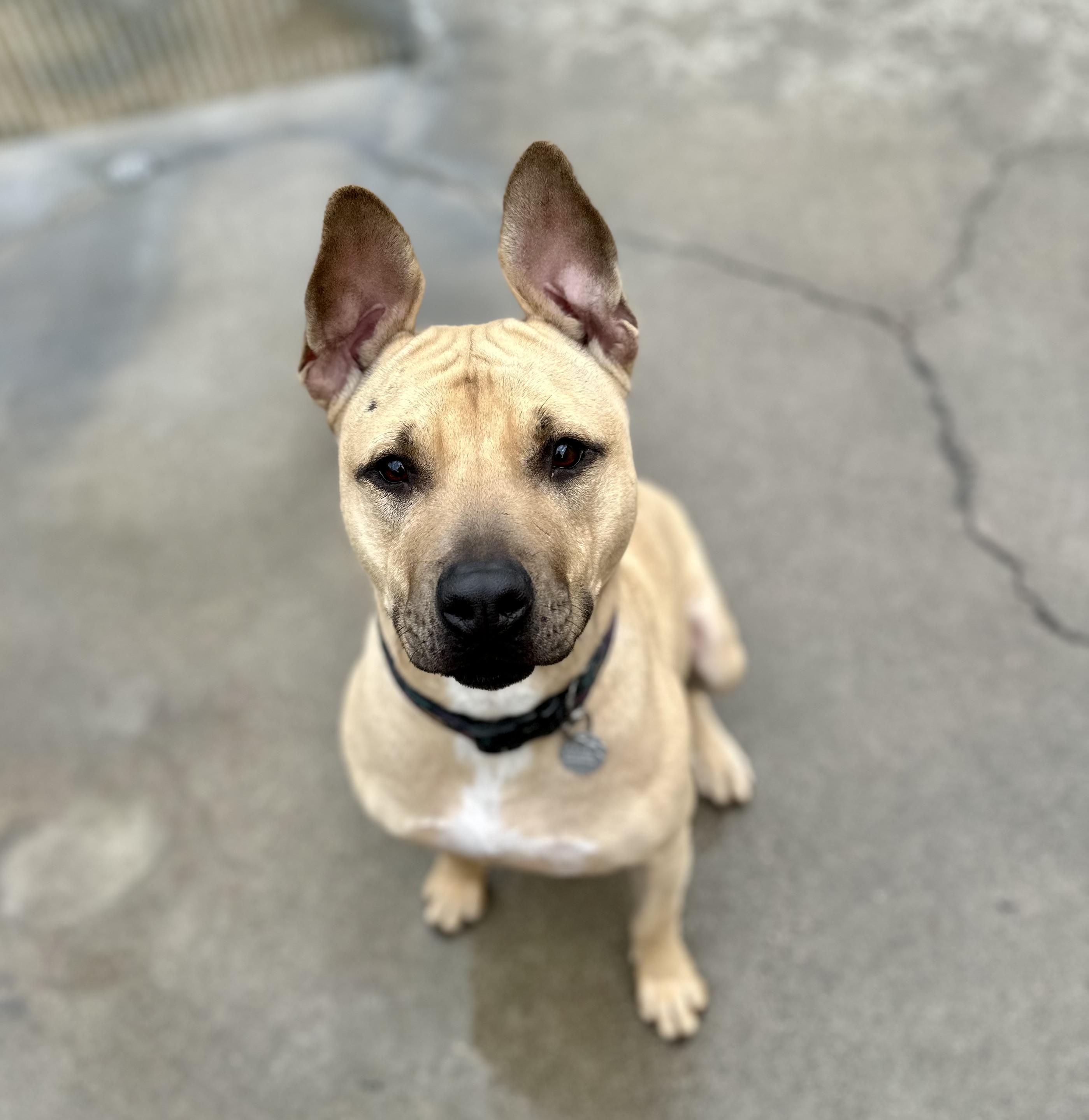 Daffodil 0124, a Adoptable Pit Bull Terrier in Sonora, CA image 2/6