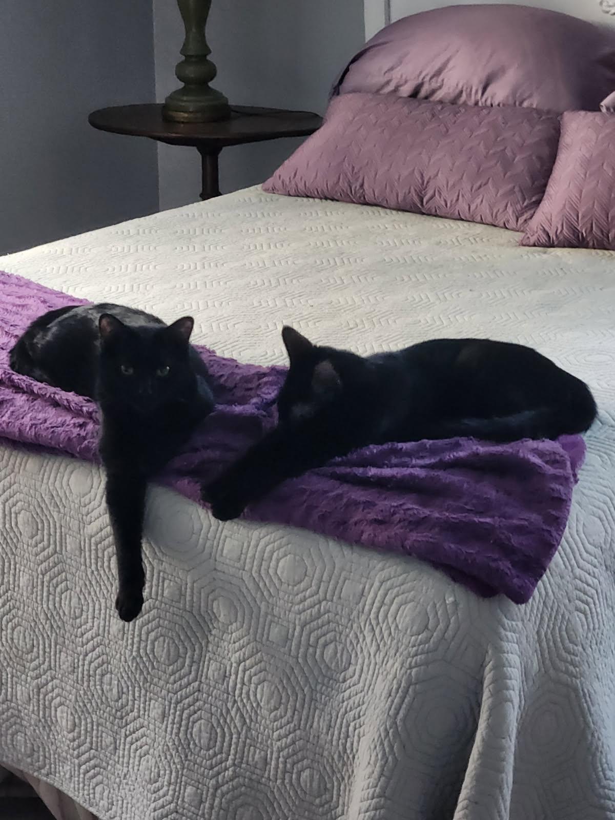 Enlarge Artie & Echo, an adopted Domestic Short Hair in Kingston, MA image 2/3