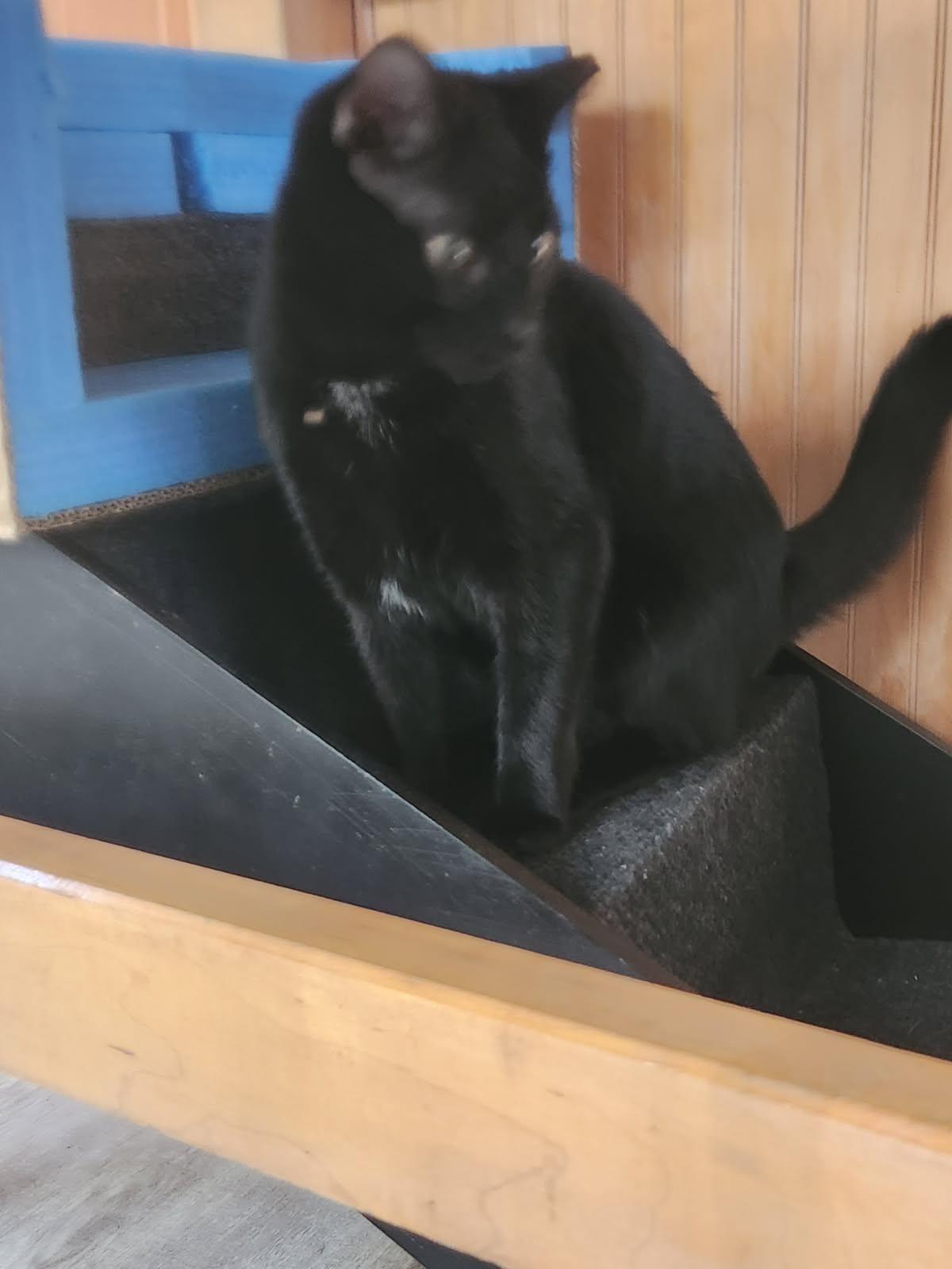 Enlarge Artie & Echo, a Adoptable Domestic Short Hair in Kingston, MA image 2/5