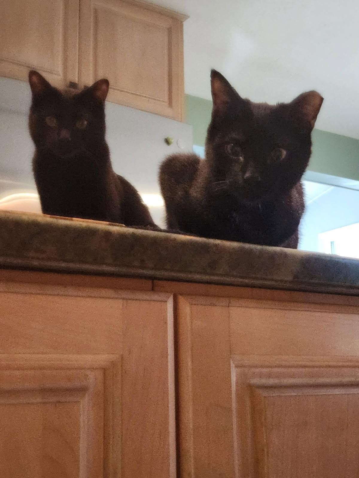 Artie & Echo, Adoptable, Young Male Domestic Short Hair.