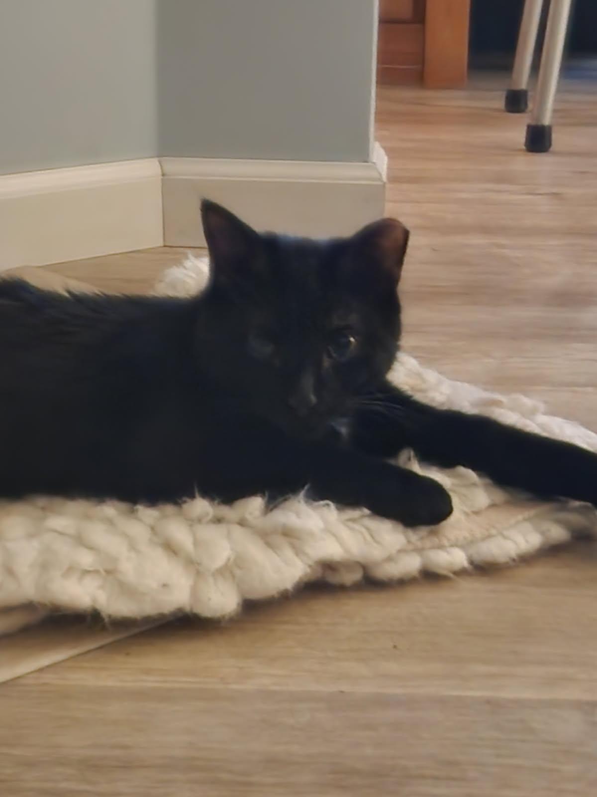 Enlarge Artie & Echo, a Adoptable Domestic Short Hair in Kingston, MA image 4/5