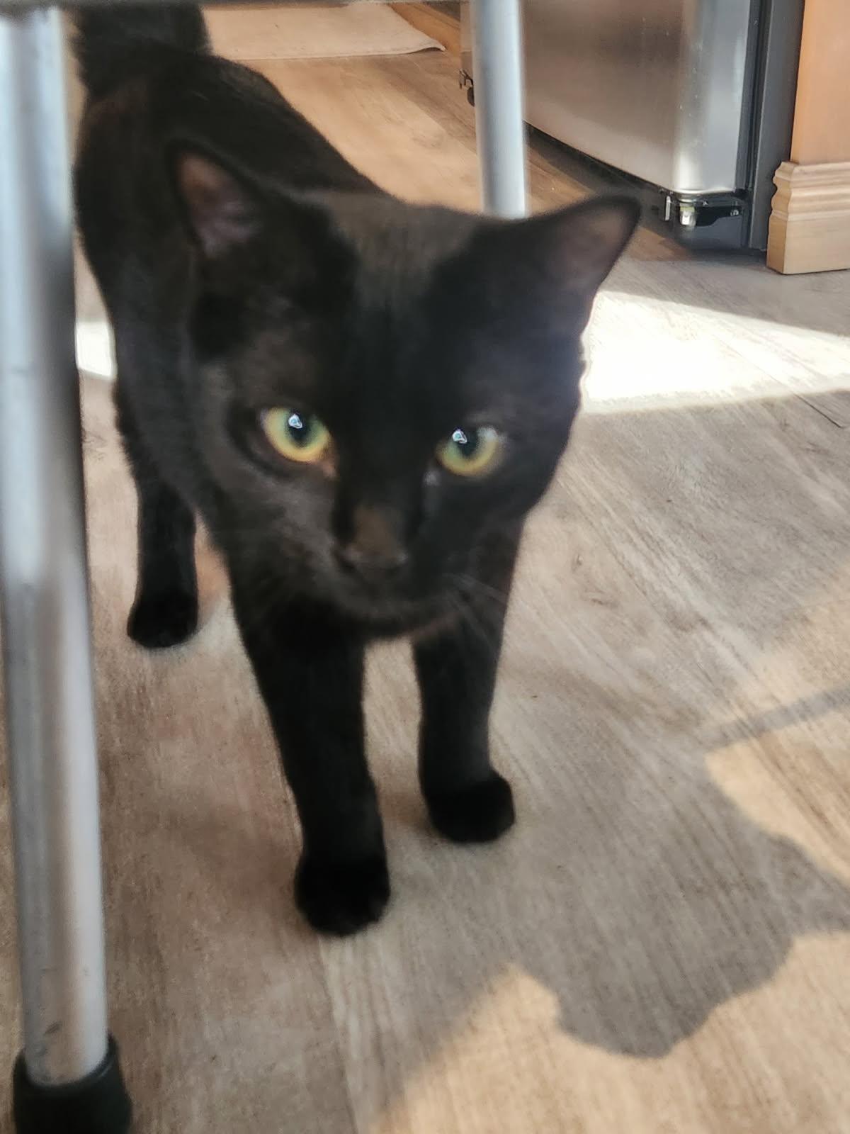 Enlarge Artie & Echo, a Adoptable Domestic Short Hair in Kingston, MA image 3/5