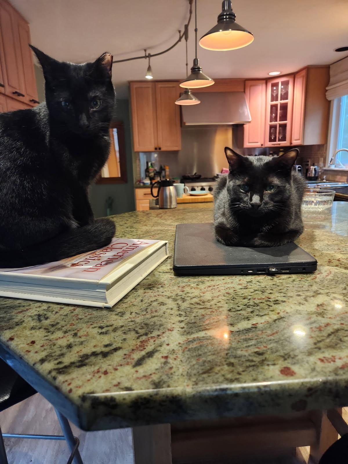 Enlarge Artie & Echo, an adopted Domestic Short Hair in Kingston, MA image 1/3