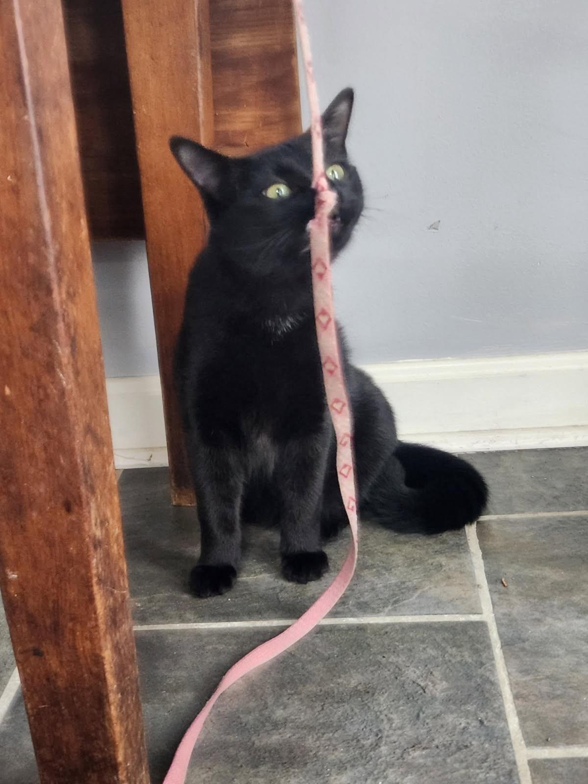 Enlarge Artie & Echo, a Adoptable Domestic Short Hair in Kingston, MA image 5/5