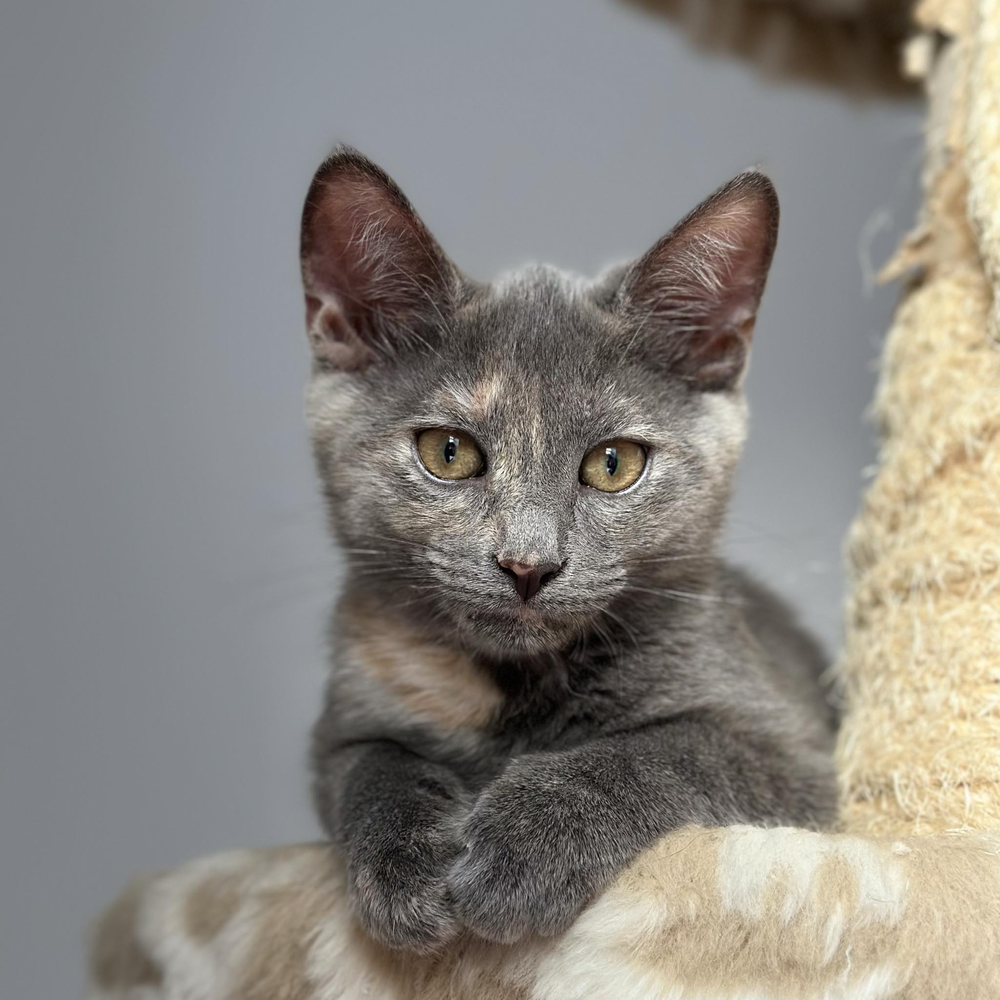 Enlarge Chai, a Adopted Domestic Short Hair in Montreal, QC image 1/5