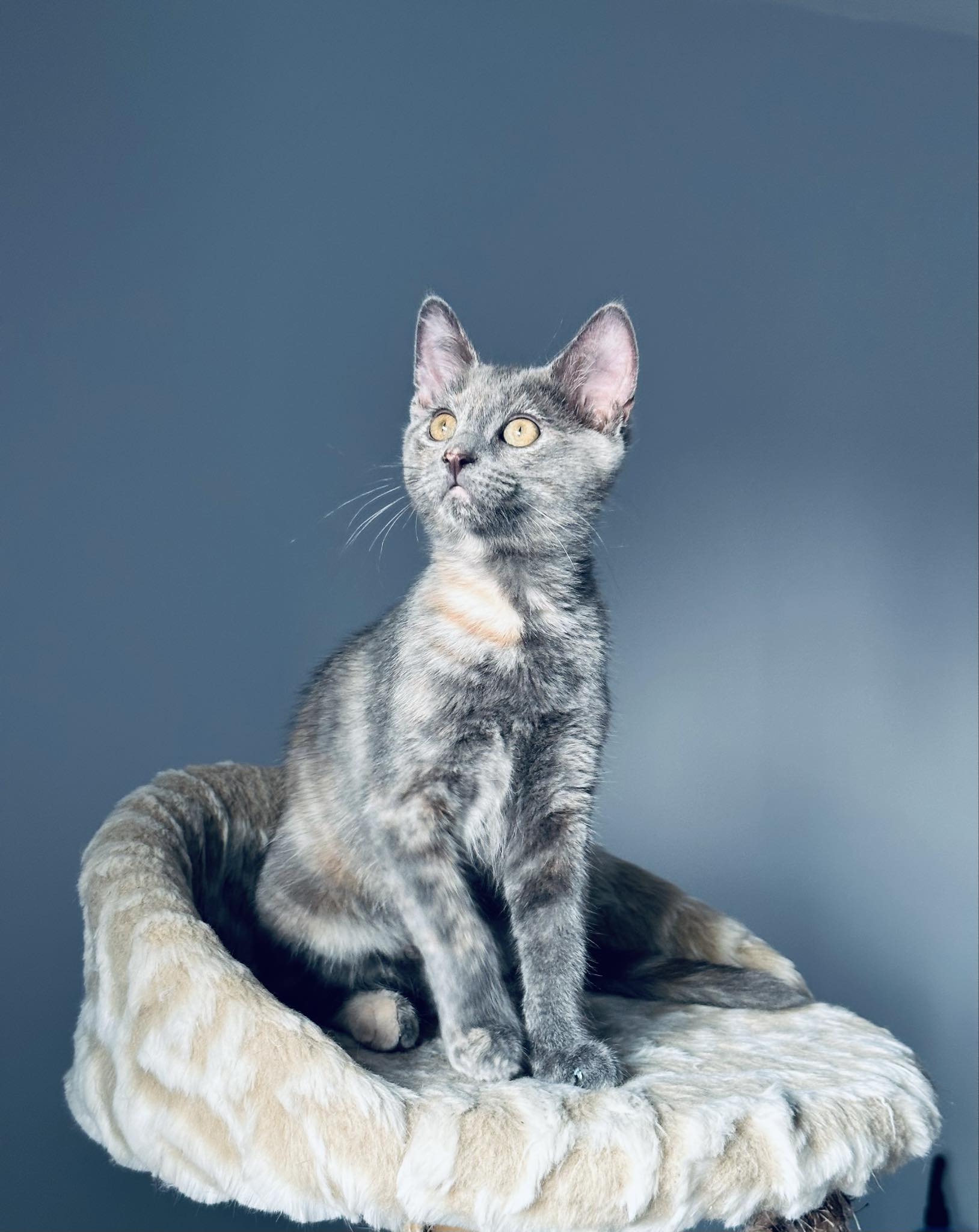 Enlarge Chai, a Adopted Domestic Short Hair in Montreal, QC image 2/5