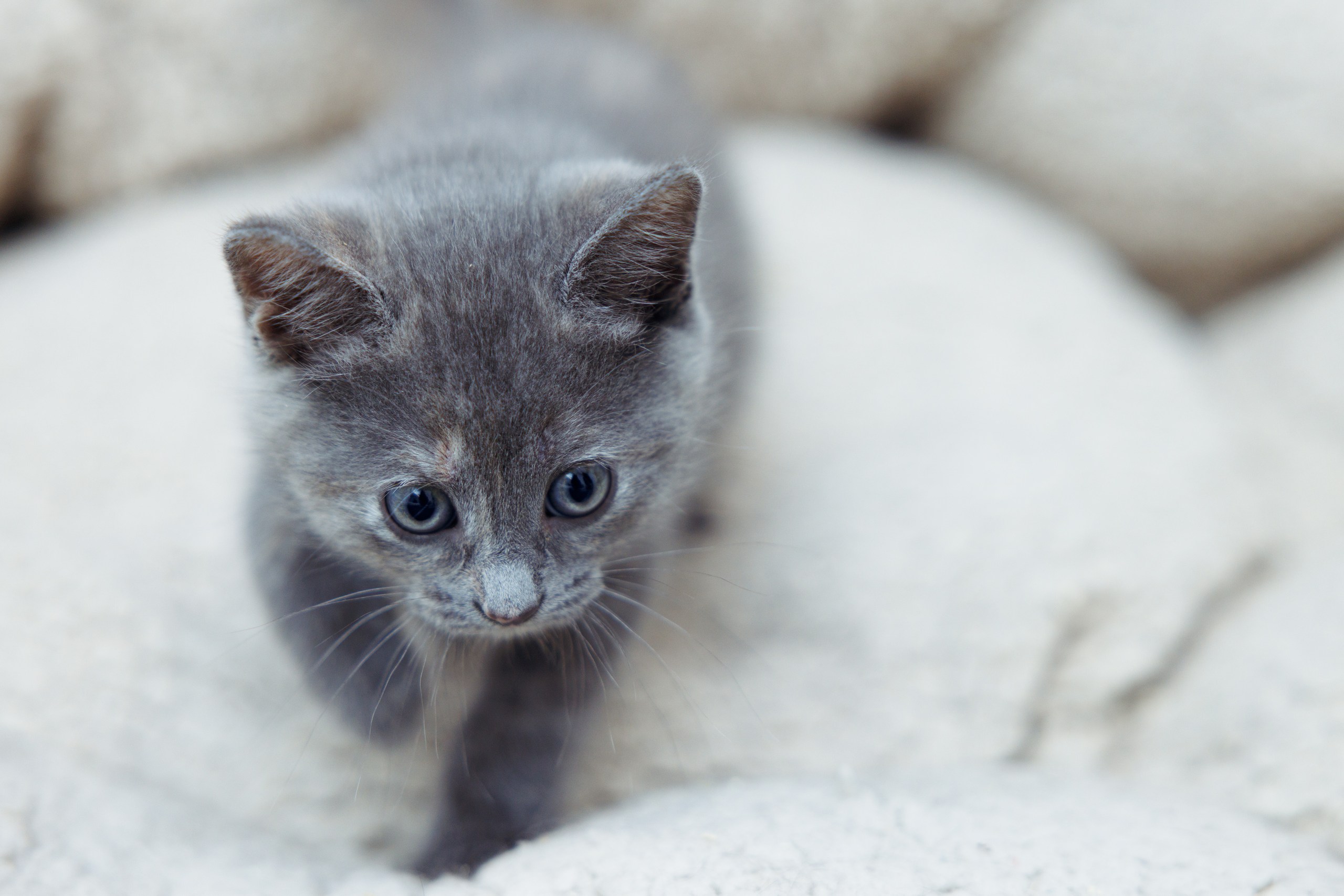 Enlarge Chai, a Adopted Domestic Short Hair in Montreal, QC image 3/5