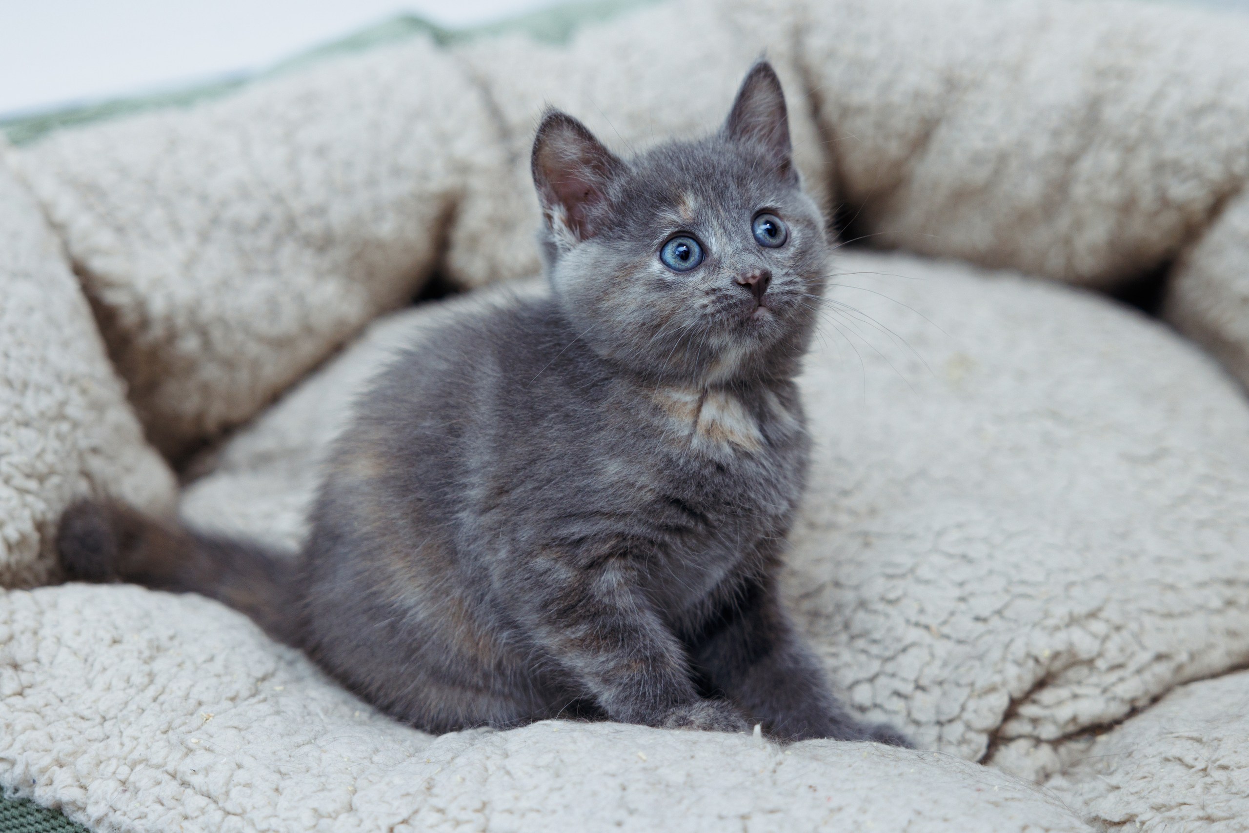 Enlarge Chai, a Adopted Domestic Short Hair in Montreal, QC image 4/5