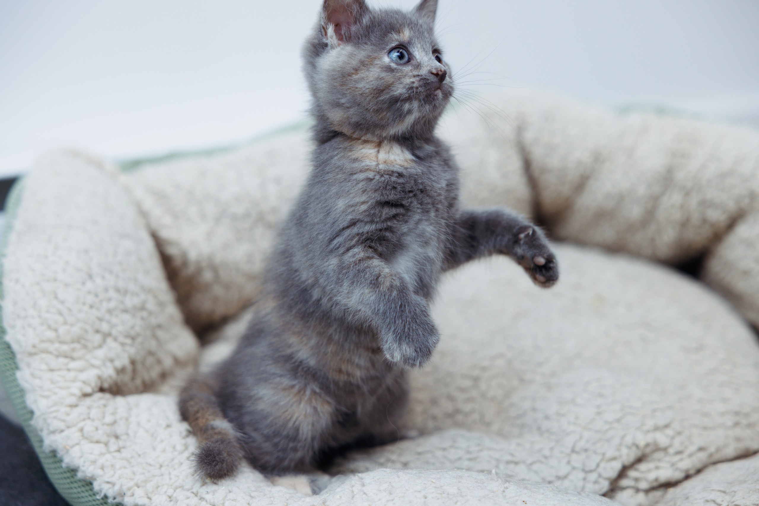 Enlarge Chai, a Adopted Domestic Short Hair in Montreal, QC image 5/5