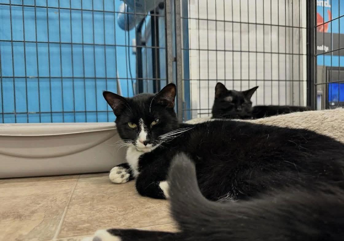 Billy (Kitty), Adopted, Young Male Domestic Short Hair.