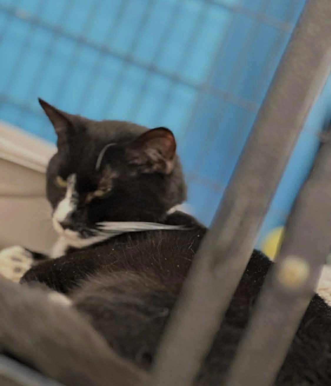 Enlarge Billy (Kitty), a Adopted Domestic Short Hair in Ashville, OH image 2/2